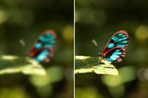 Two images of a butterfly; one is blurred, the other clear.